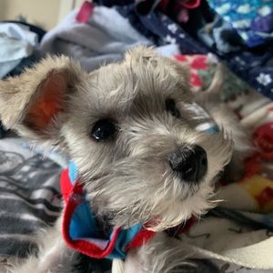 Meet your Posher, Dakota